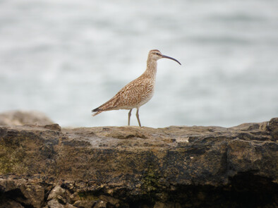 Thumbnail of Whimbrel